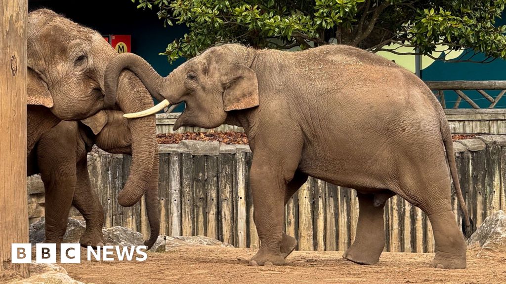New Vaccine Shows Promise Against Deadly Elephant Herpesvirus