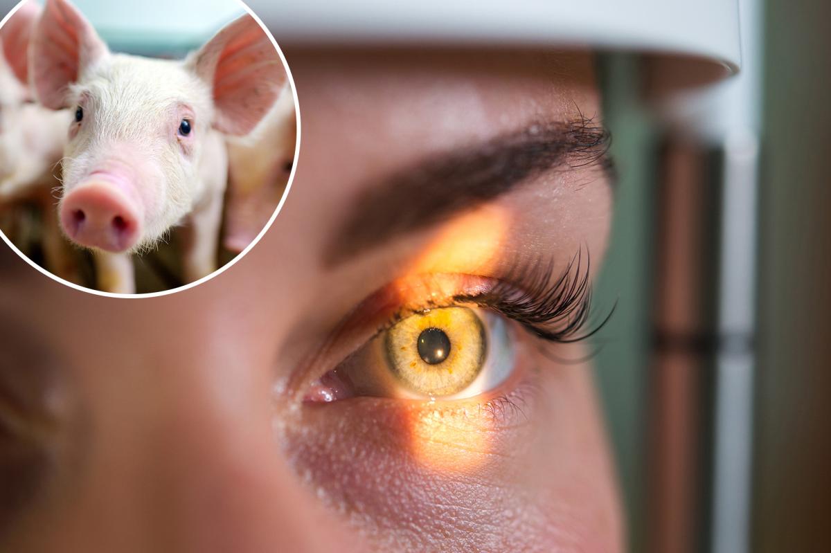 Eye Drops Derived from Pig Semen Show Promise in Treating Childhood Eye Cancer