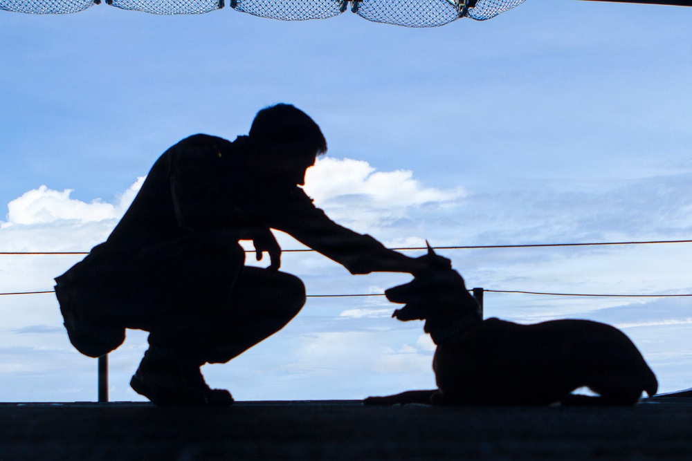 FDA-Approved Freeze-Dried Plasma for Military Dogs Wins Top Military Health Award