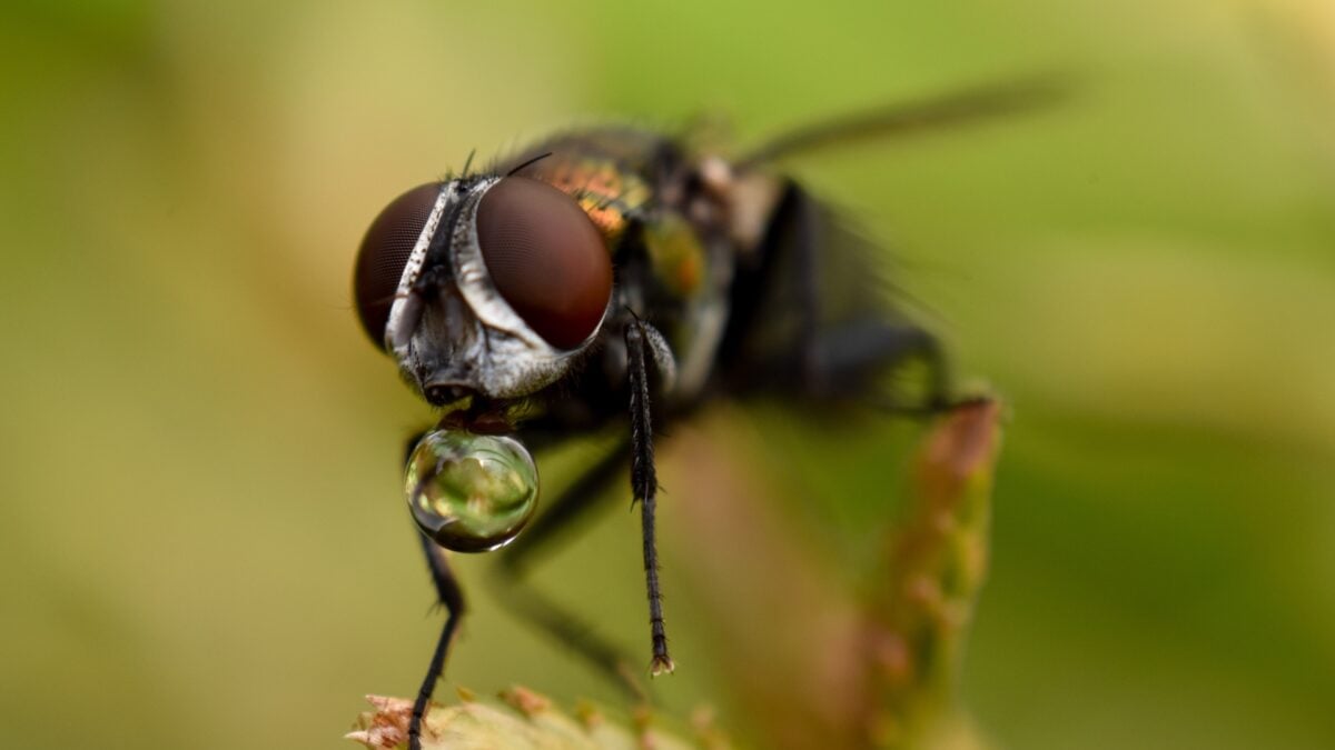 FDA Approves New Fly Species Maggots for Cleaning Chronic Wounds