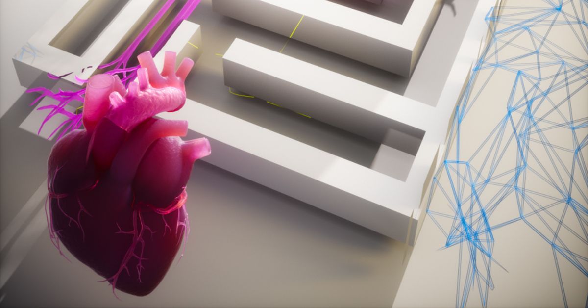 Heart Attack Risk Linked to Brain and Immune System in New Study