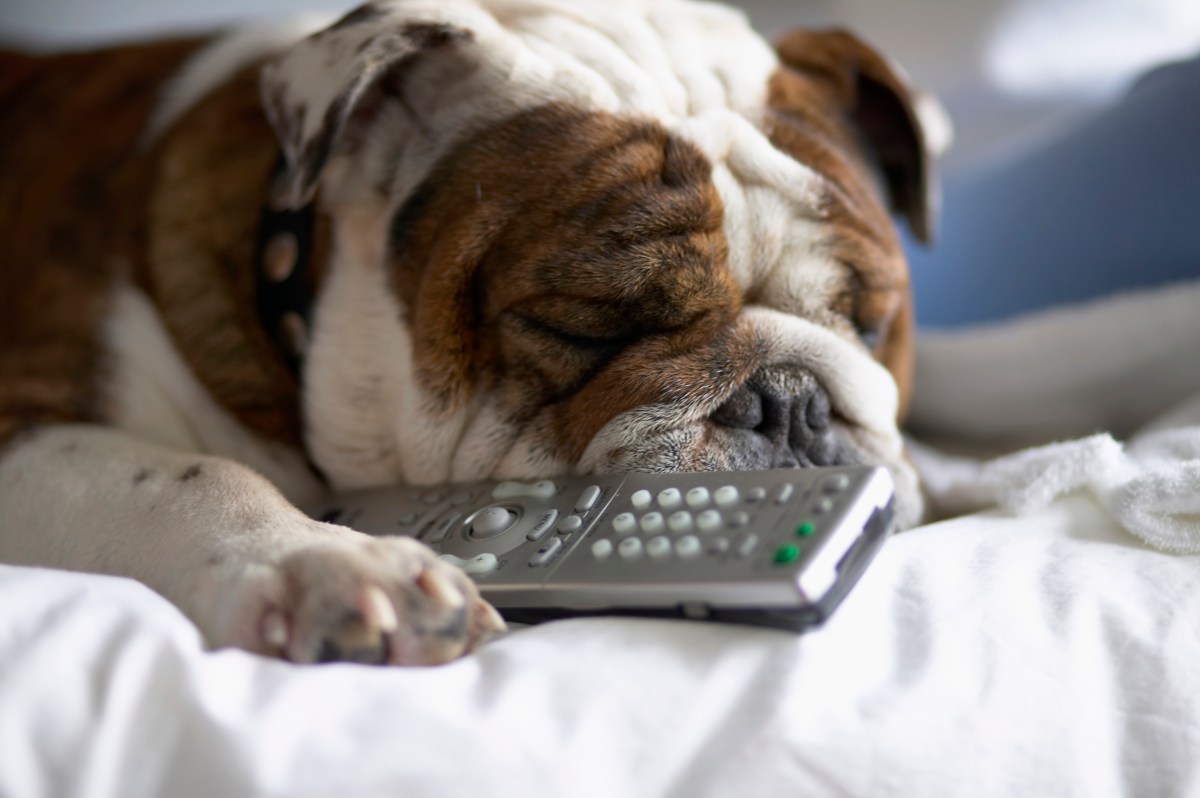 New Daily Pill Aims to Extend Lifespan and Health of Senior Dogs