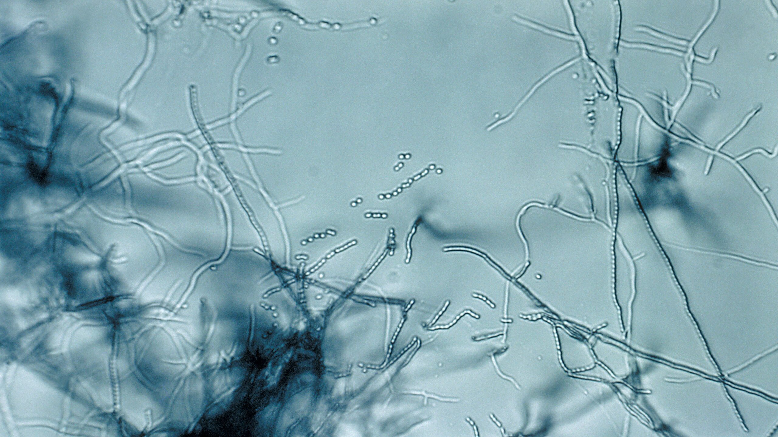 Scientists Discover Antibiotic Megacluster That Fights Superbugs With New Strategy