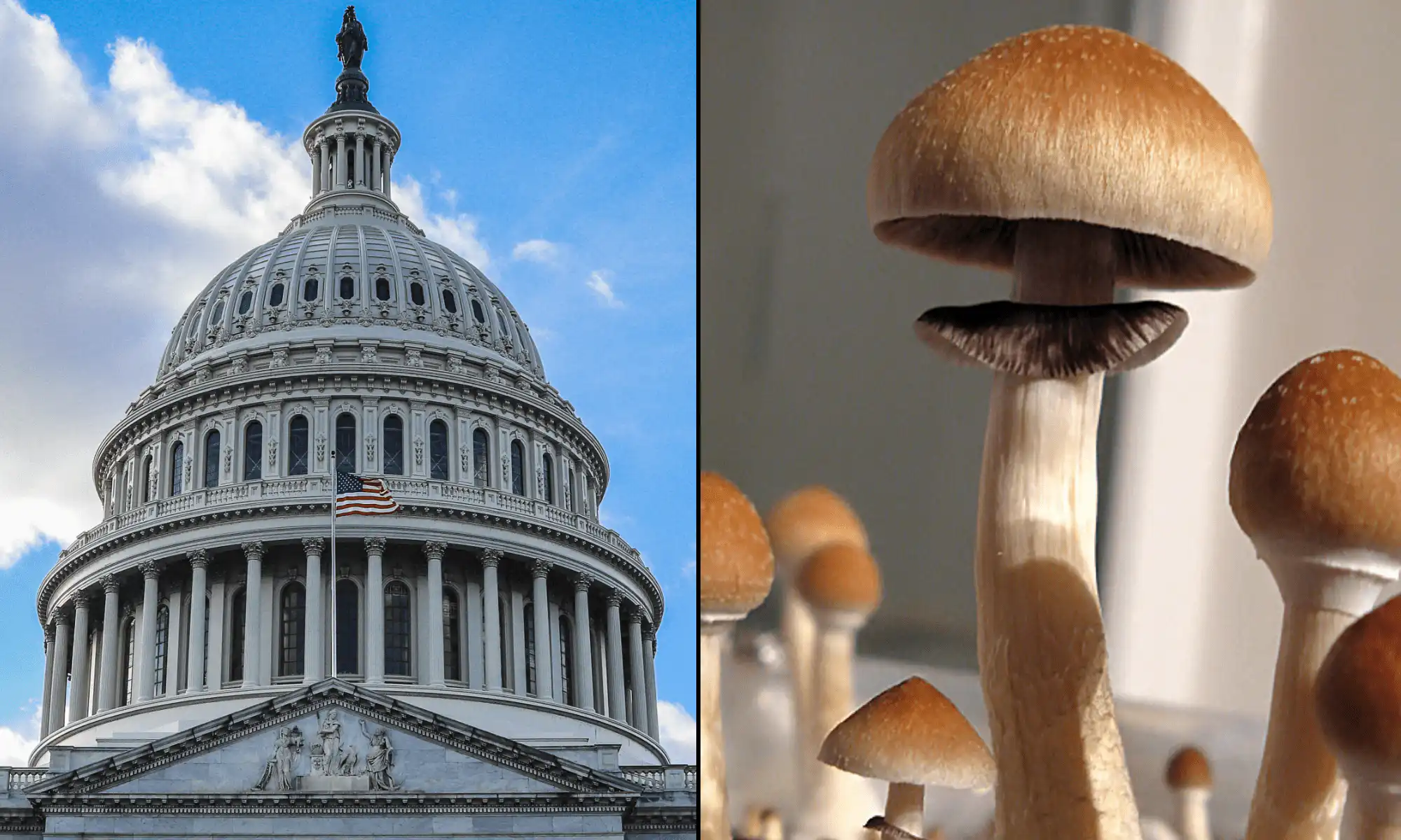 Senate Bill Aims to Establish VA Office for Psychedelic Therapy Research