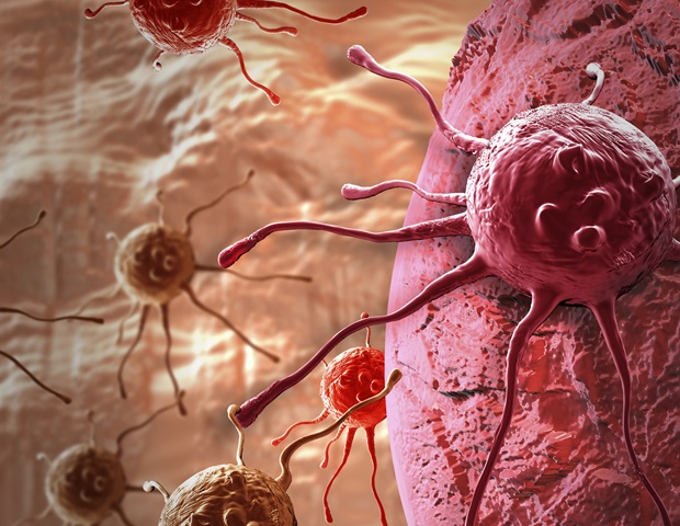 Study Reveals New Role for Immune Cells in Attacking Cancer and Transplant Complications