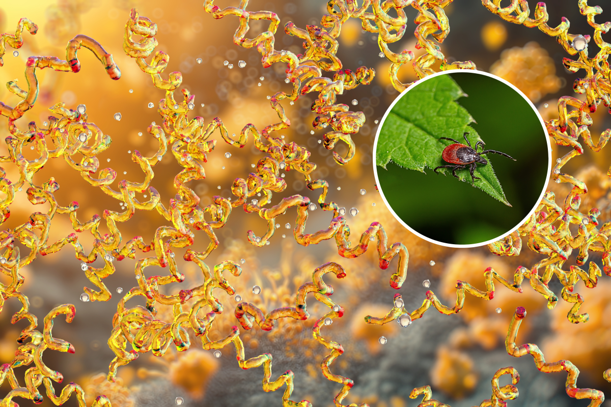 Three Immune Molecules Could Enable Earlier Lyme Disease Diagnosis and Treatment