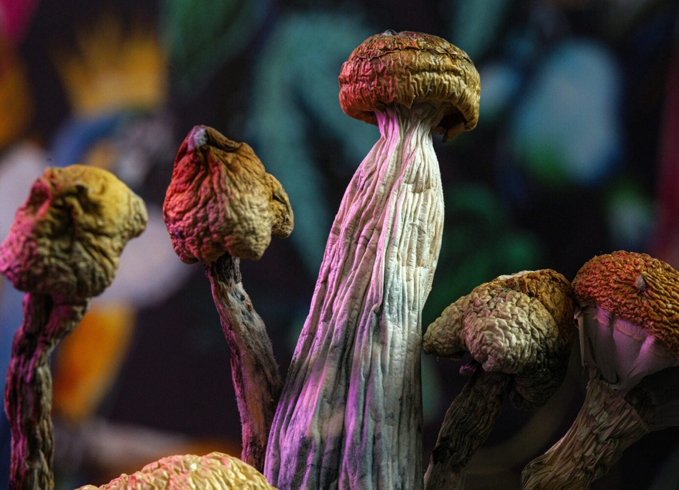 Virginia Prepares for Medical Psilocybin Use Following Anticipated FDA Approval